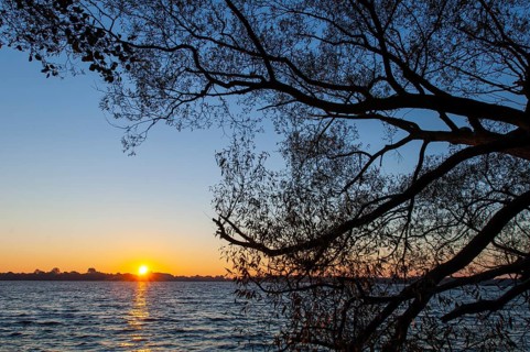 Shore of Schaalsee at Sonneuafgang mit Baum, Zarrentin, Mecklenburg-Western Pomerania, Germany