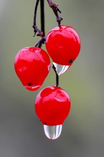 Water droplets on the fruit of the Guelder rose (Viburnum opulus Oldenburger Münsterland, Vechta,