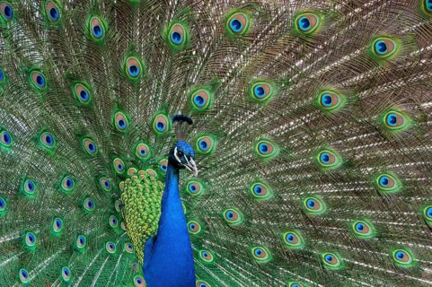 Peacock (P. scalloped ribbonfish) in ornamental plumage, Vechta, Lower Saxony, Germany