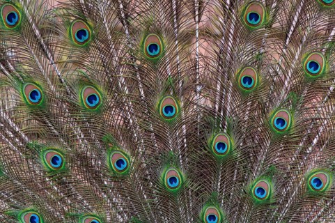 Decorative plumage of the peacock (P. Scalloped ribbonfish), Vechta, Lower Saxony, Germany