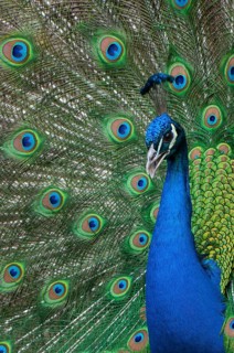 Peacock (P. scalloped ribbonfish) in ornamental plumage, Vechta, Lower Saxony, Germany