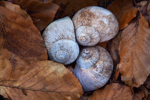 Shell of the vineyard snail (Helix pomatia), Ivenack, Mecklenburg-Western Pomerania, Germany