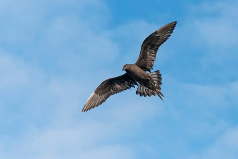 Parasitic skua (Stercorarius parasiticus), Lauvsnes, Nord-Trondelag, Norway