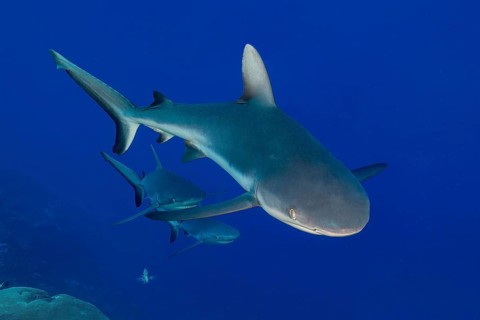 Underwater photo of small group of three Grey reef sharks (Carcharhinus amblyrhynchos) swimming
