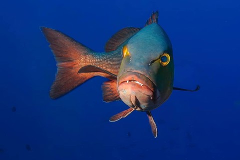 Underwater photo close-up Purple snapper (Lutjanus erythropterus) showing teeth swimming towards