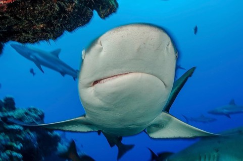 Underwater photo close-up of large Grey reef shark (Carcharhinus amblyrhynchos) swimming over coral