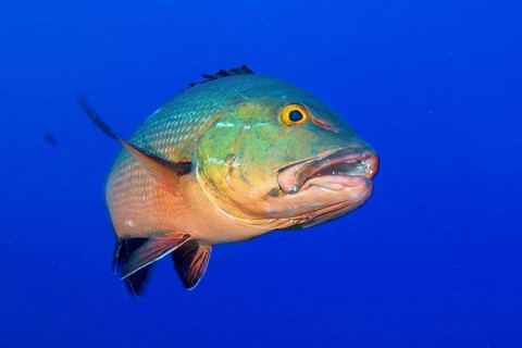 Purple snapper (Lutjanus erythropterus) shows teeth swims close to observer, Pacific Ocean