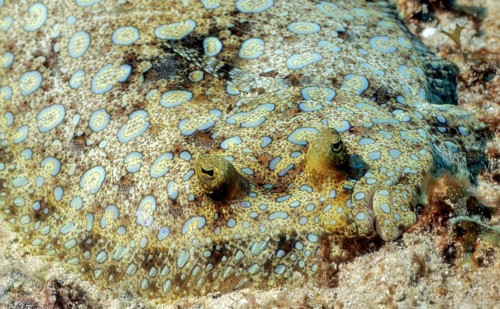 Underwater photo close-up frontal view of Caribbean Flatfish Peacock Turbot (Bothus lunatus),