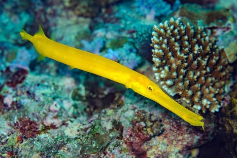 Underwater photo close-up of yellow Chinese trumpetfish (Aulostomus chinensis), Indian Ocean,