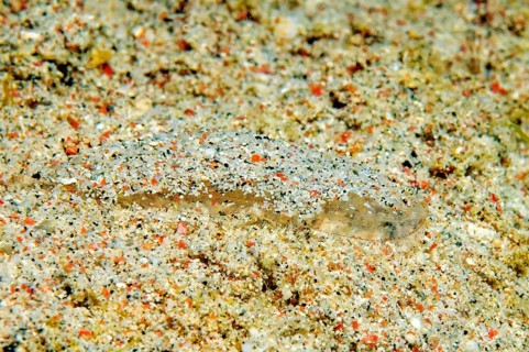 Underwater photo Extreme close-up of very small juvenile flatfish Butt (Bothus) in the centre of