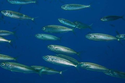 Underwater photo close-up of part of school of fish Atlantic European sardines (Sardina