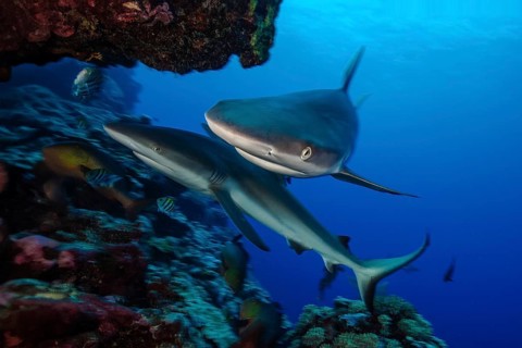 Underwater photo Close-up of two specimens Grey reef shark (Carcharhinus amblyrhynchos) Grey reef