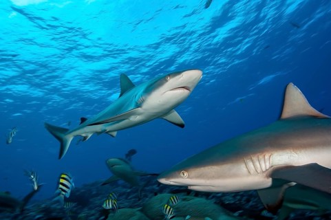 Underwater photo of two specimens Grey reef shark (Carcharhinus amblyrhynchos) Grey reef sharks