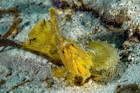 Typical behaviour of wobbegong fish (Taenianotus triacanthus) Lurking predator sways back and forth