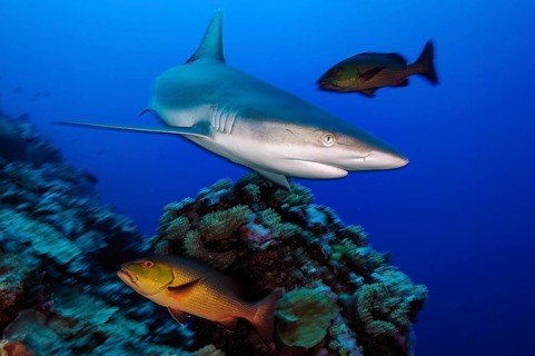 Underwater photo of Grey reef shark (Carcharhinus amblyrhynchos) large predator fish swimming over