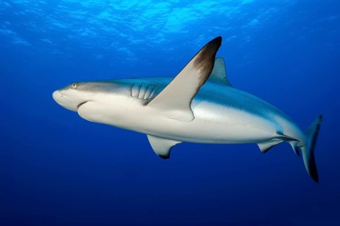 Large female Grey reef shark (Carcharhinus amblyrhynchos) Shark swimming below the surface through