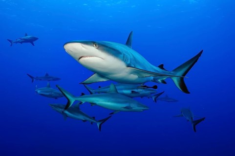 Underwater photo of small group of Grey reef sharks (Carcharhinus amblyrhynchos) swimming through