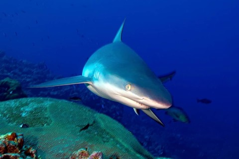 Underwater photo close-up of Grey reef shark (Carcharhinus amblyrhynchos) swimming over coral reef