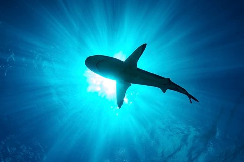 Underwater photo backlit shot with silhouette of large shark (Carcharhinus) swimming below sea