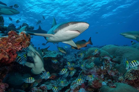 Underwater photo of Grey reef shark (Carcharhinus amblyrhynchos) large predator chases prey in