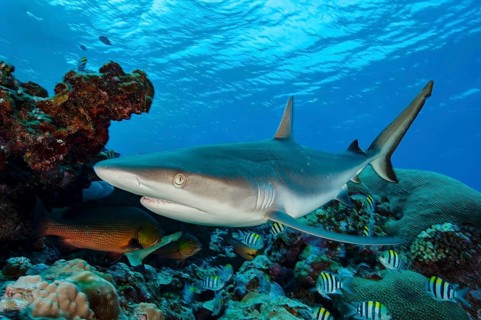 Underwater photo close-up of Grey reef shark (Carcharhinus amblyrhynchos) large predatory fish