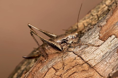 Dark bush-cricket (Pholidoptera griseoaptera), Valais, Switzerland