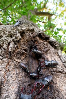 Several black stag beetles (Lucanus cervus) sucking sugary plant sap at a so-called leak site on a