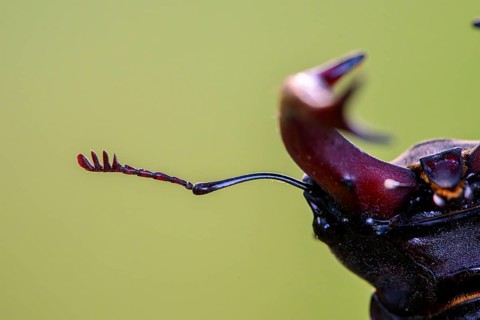 Close-up of a stag beetle (Lucanus cervus) with distinctive antennae and brown colour tones on a