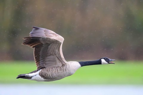 A Canada goose (Branta canadensis) in flight against a blurred green landscape and light raindrops,