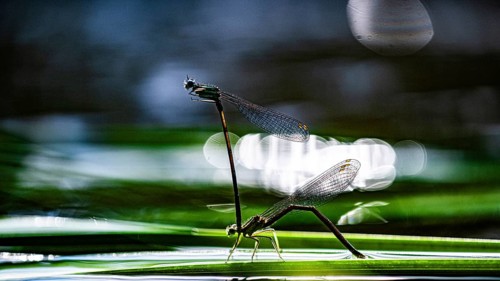 Velsen, Warendorf, North Rhine-Westphalia, Germany, Two dragonflies sitting on a blade of grass