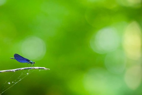 A male blue-winged damselfly (Calopteryx virgo (Linnaeus, 1758) sits on a branch in front of a