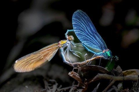 Two blue-winged damselflies (Calopteryx virgo (Linnaeus, 1758) mating on a branch, Melle, Lower