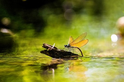 A female blue-winged damselfly (Calopteryx virgo (Linnaeus, 1758) sits on a branch and lays her