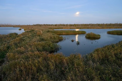 Wide moor landscape with water areas and reeds under moonlight, Anklamer Stadtbruch, Bugewitz,