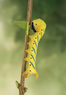 Caterpillar of the death's-head hawkmoth (Acherontia atropos) on a privet branch, Valais,