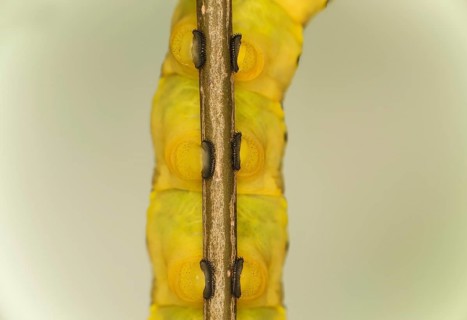 Close-up of three pairs of abdominal feet, Proleg, of the caterpillar of the death's head hawkmoth