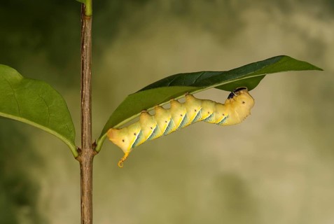 Caterpillar of the death's-head hawkmoth (Acherontia atropos), Valais, Switzerland