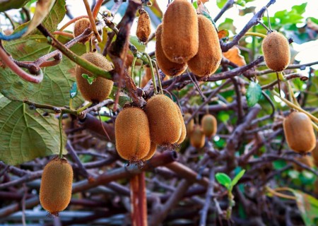Kiwi, kiwi fruit or Chinese gooseberry, soft fruit, funny name for inhabitants, New Zealand