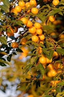 Mirabelle plum (Prunus domestica subsp. syriaca), also known as yellow plum, a subspecies of plum,