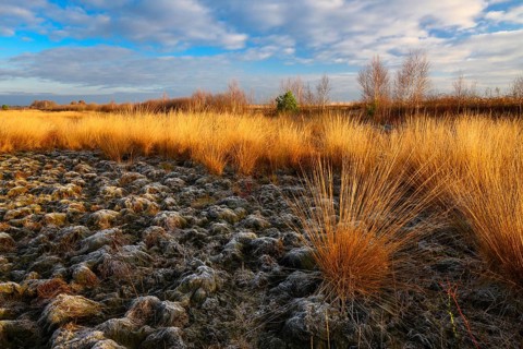 Wide, wintry Goldenstedt moor with pipe grass in the evening light, Goldenstedt, Lower Saxony,