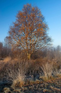Birch (Betula) in the wintery Rehdener Geestmoor in the Diepholzer Moorniederung, Rehden, Lower