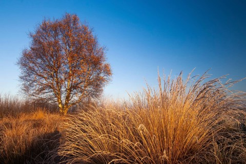 Birch (Betula) in the wintery Rehdener Geestmoor in the Diepholzer Moorniederung, Rehden, Lower