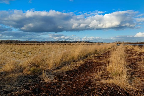 Goldenstedter Moor, Goldenstedt, Lower Saxony, Germany
