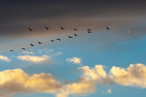 Migratory cranes in Rehdener Geestmoor, Rehden, Lower Saxony