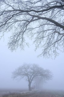 Autumnal and melancholy tree silhouette in fog, Aschen, Lower Saxony, Germany