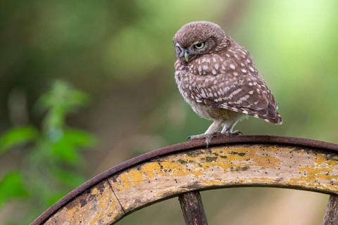 Little owl, (Athene noctua), Vechta, Lower Saxony, Germany
