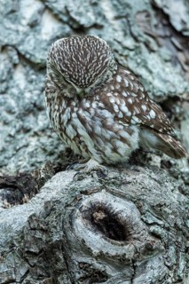 Steinkauz, Athene noctua, Vechta, Lower Saxony, Germany