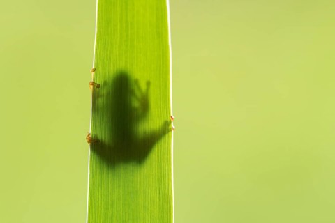 European tree frog (Hyla arborea), Zandvort, Netherlands