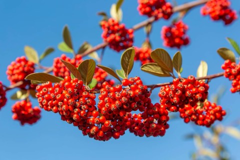 Red berries of Cotoneaster plant, Swann's nursery garden centre, Bromeswell, Woodbridge, Suffolk,