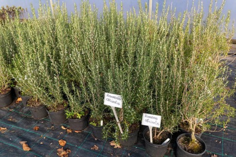 Rosmarinus Fastigiatus plants on display, Swann's nursery garden centre, Bromeswell, Woodbridge,